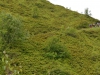 Ganze Berge voll von Rhododendren, leider schon verblüht